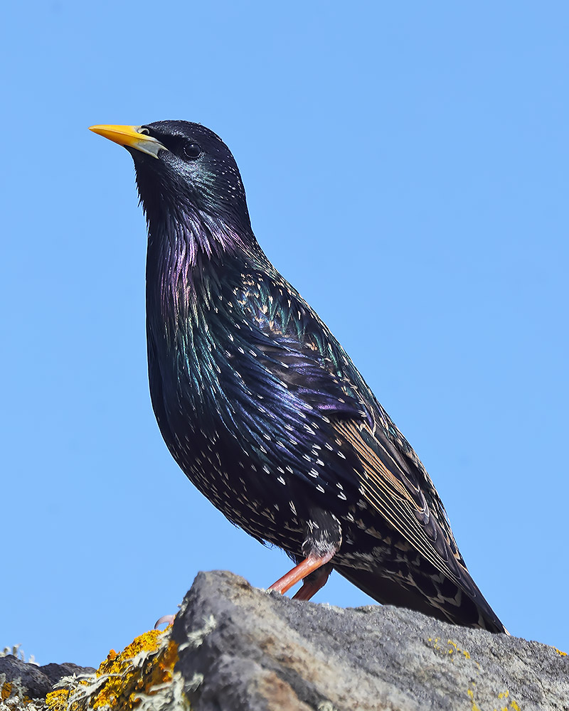 Starling