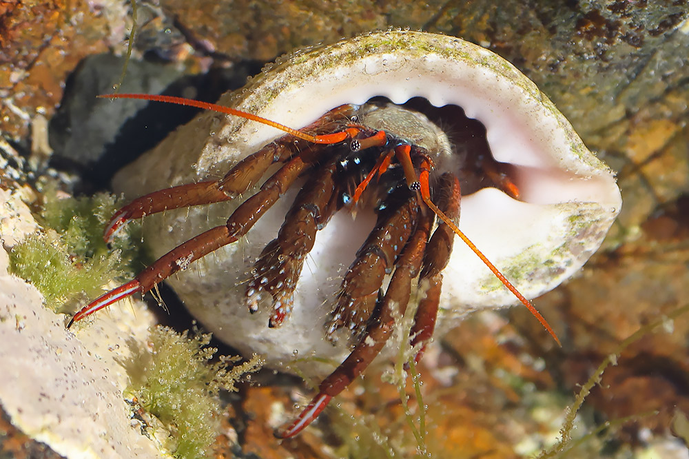 St Piran's hermit crab