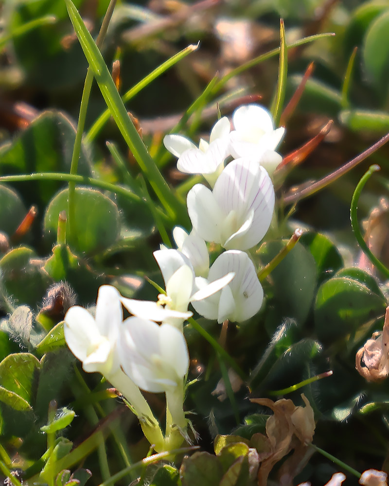 Subterranean clover