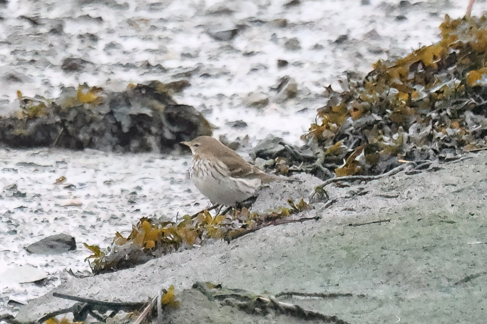 Water pipit