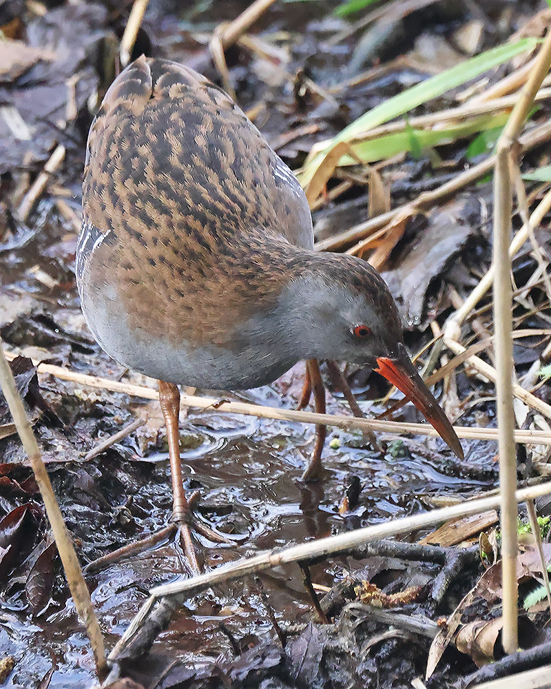 Water rail