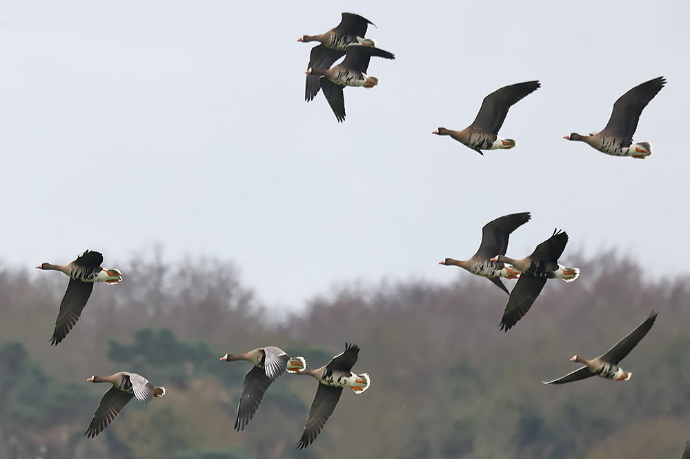 White-fronted geese