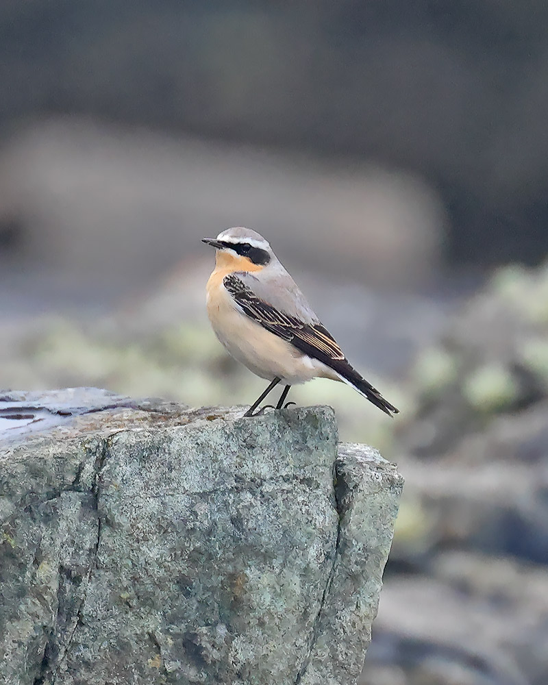 Wheatear