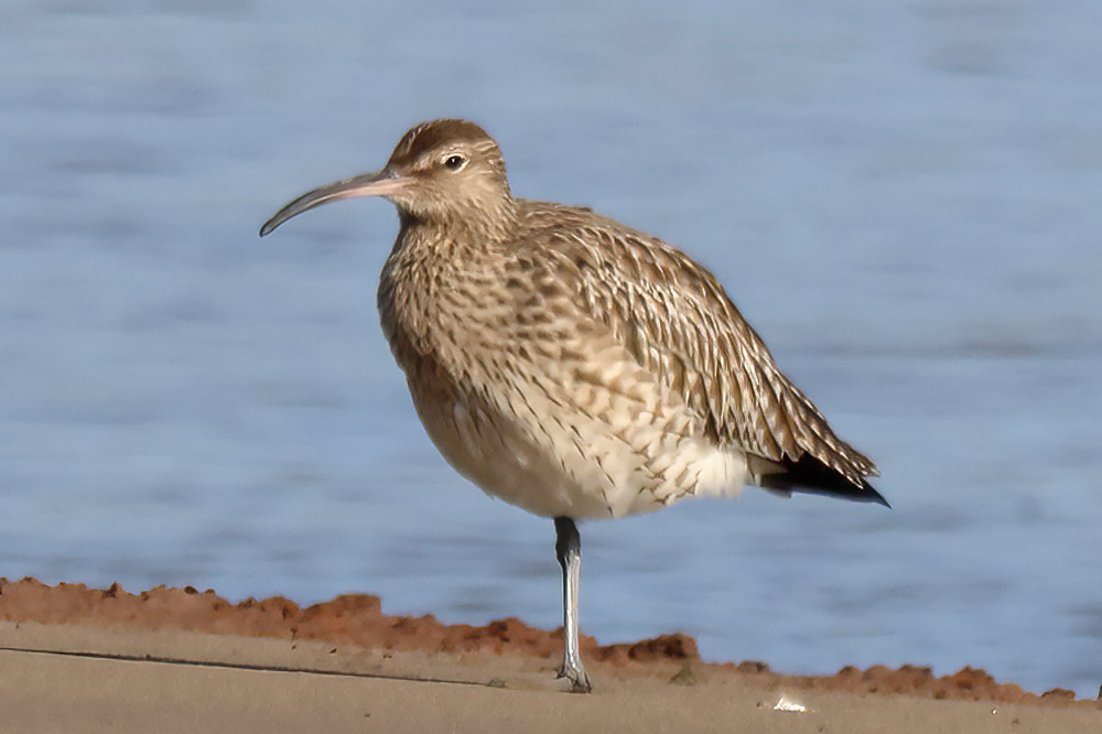 whimbrel