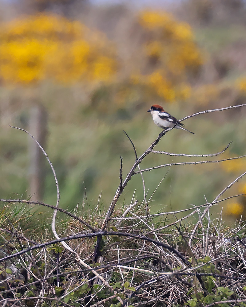 Woodchat shrike