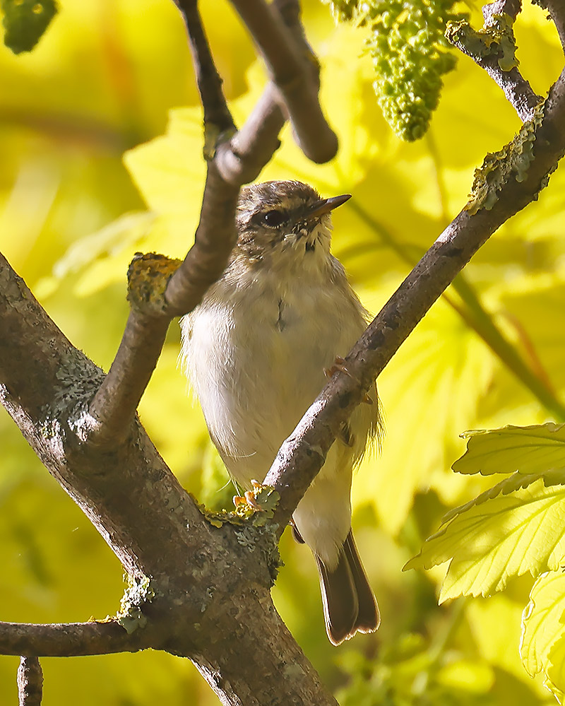 Yellow-browed warbler