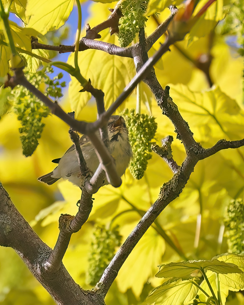 Yellow-browed warbler