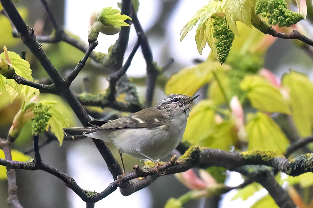 Yellow-browed warbler