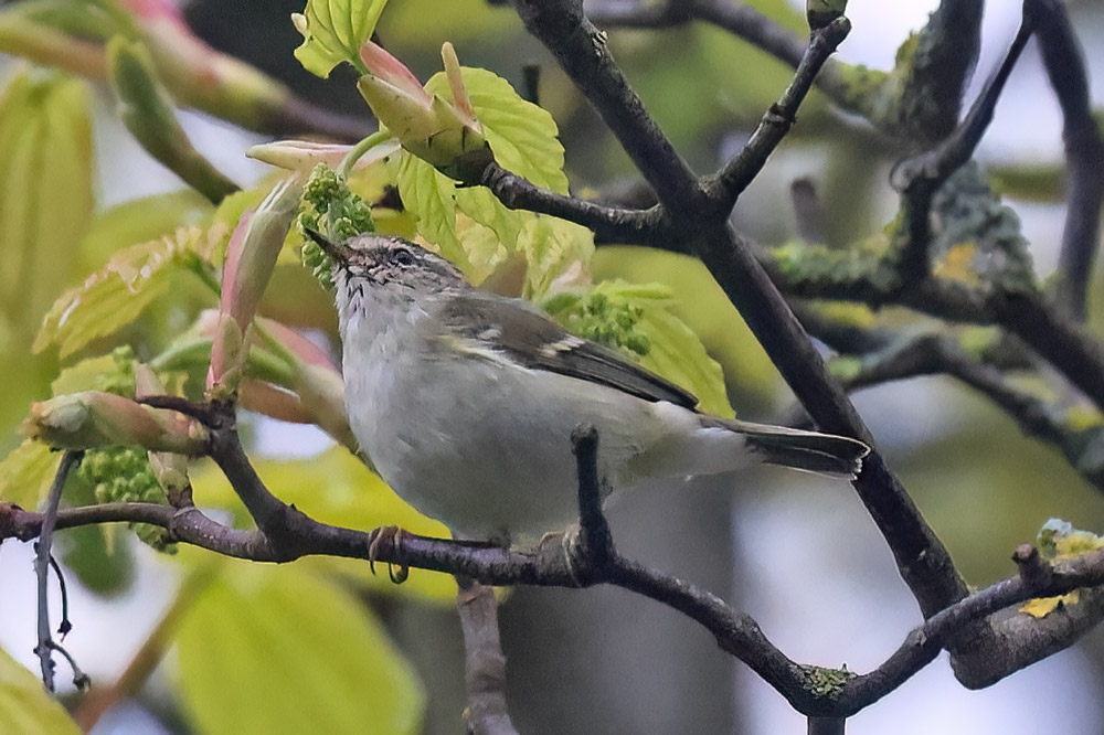 Yellow-browed warbler