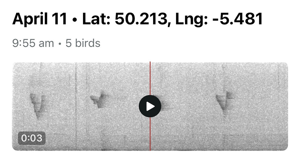 Yellow-browed warbler