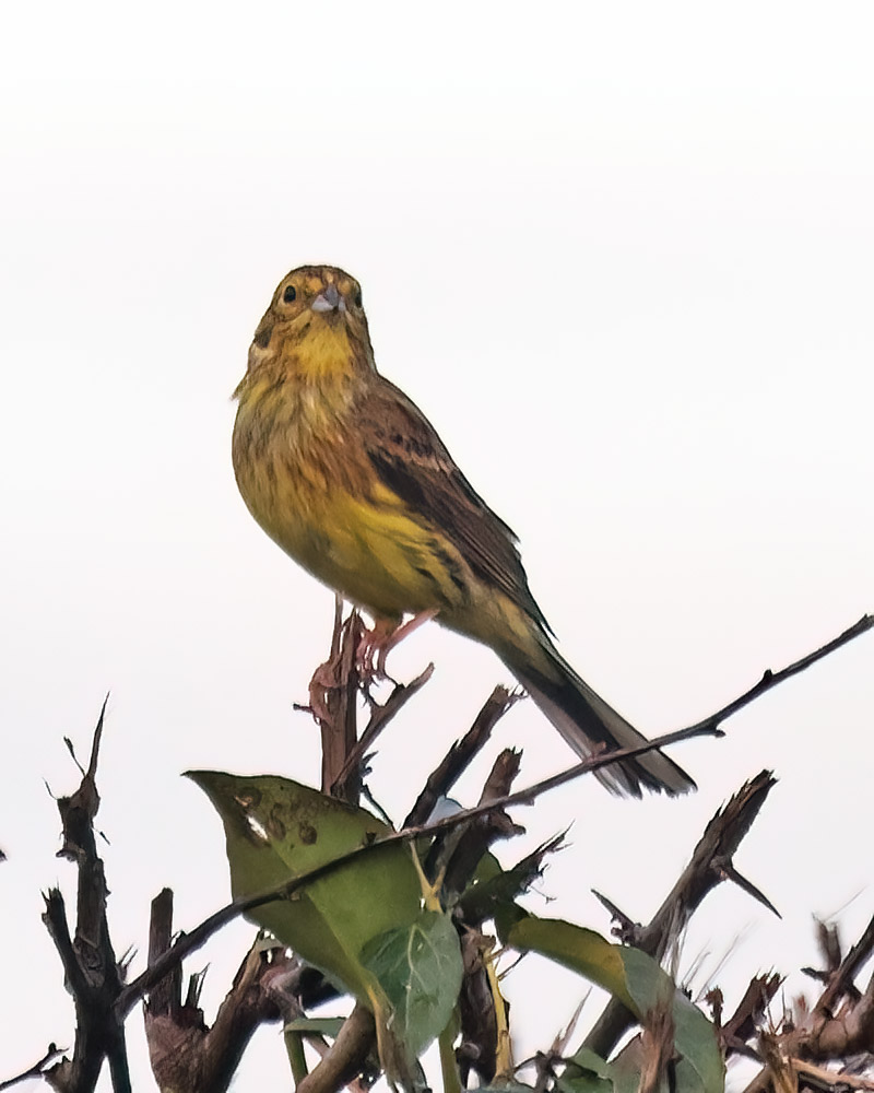 Yellowhammer