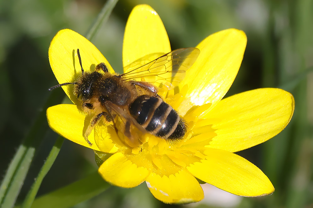 Yellow-legged mining bee