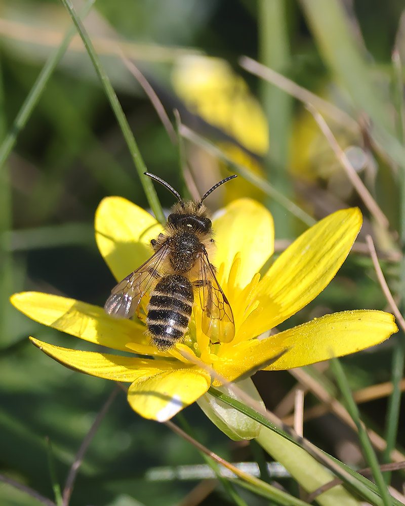 Yellow-legged mining bee