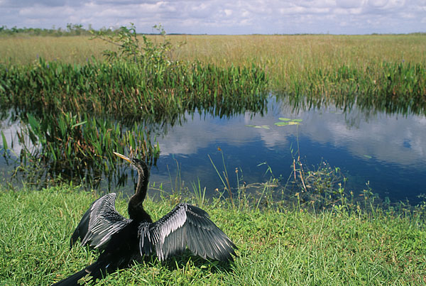 anhinga