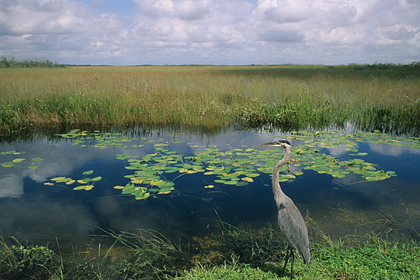 great blue heron