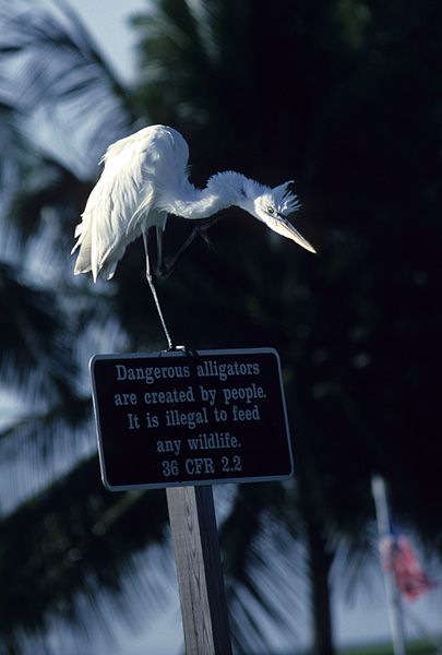 little blue heron