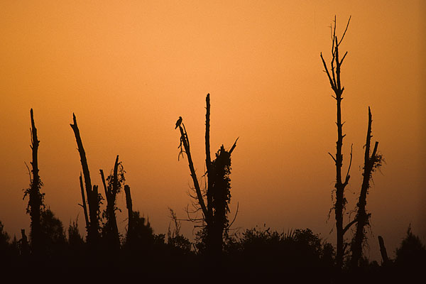Florida sunset