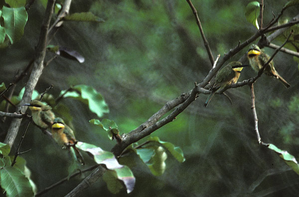 little bee-eaters