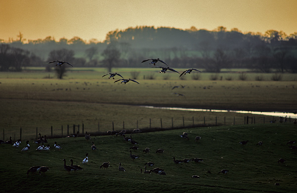 Slimbridge geese