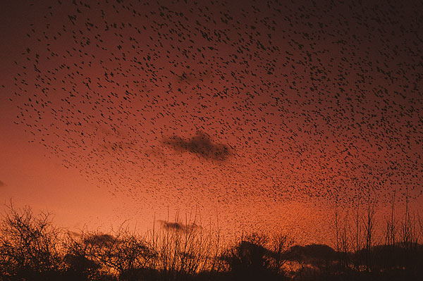 starling roost