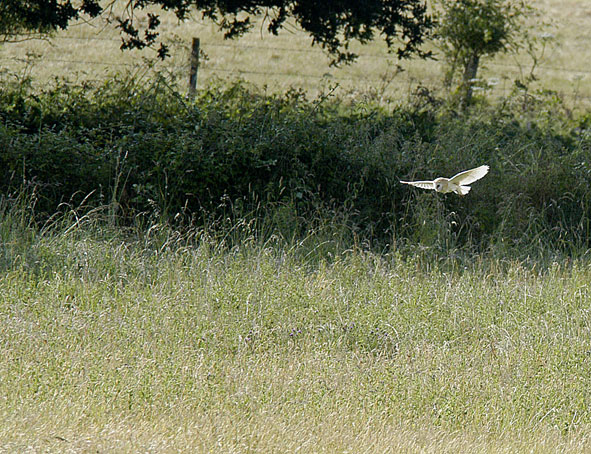 barn owl