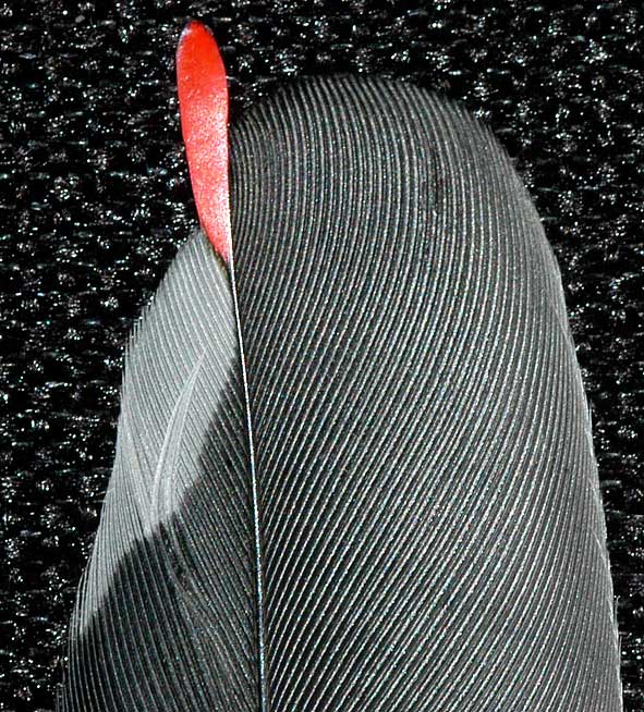 waxwing secondary feather
