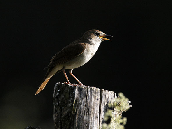 nightingale