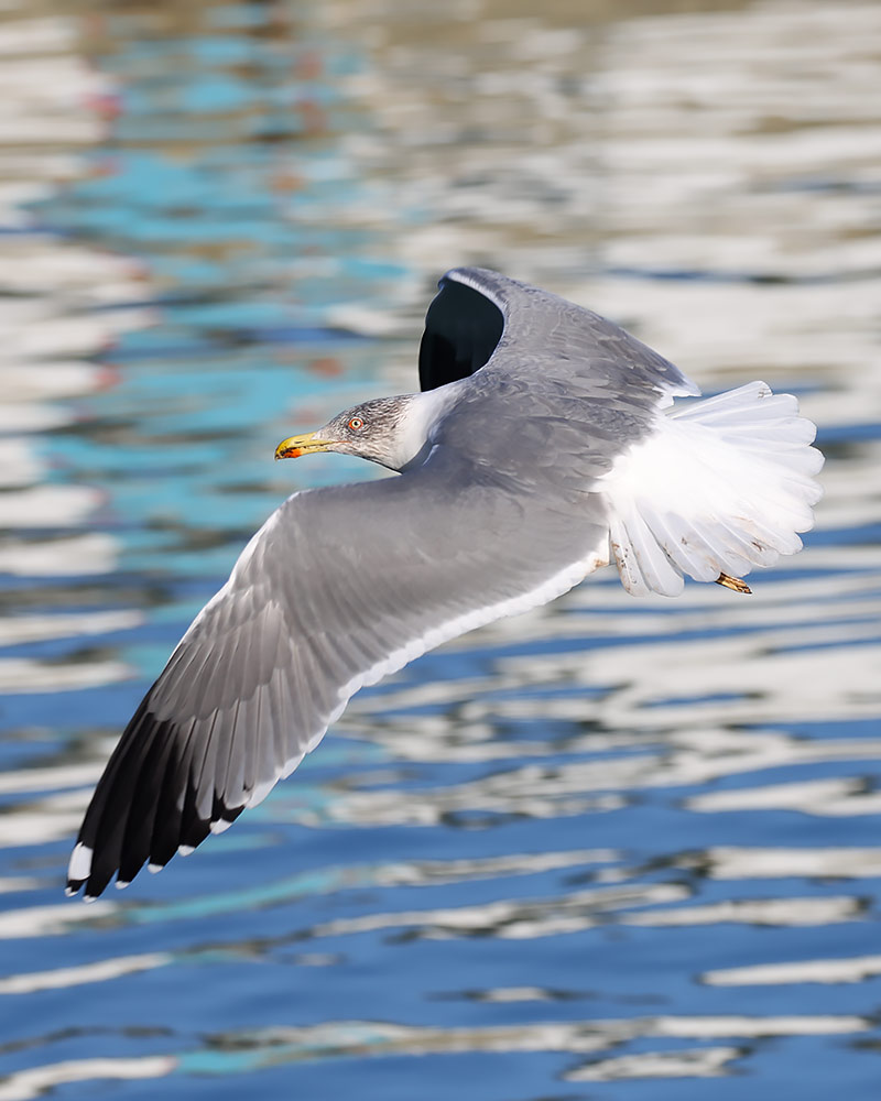 Azorean gull