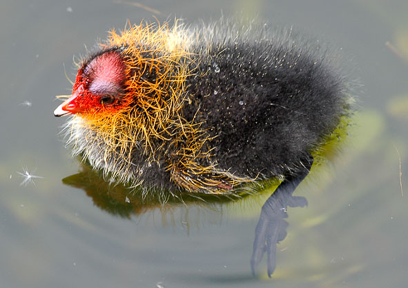 coot chick
