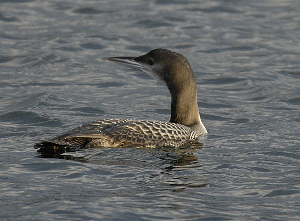 great northern diver