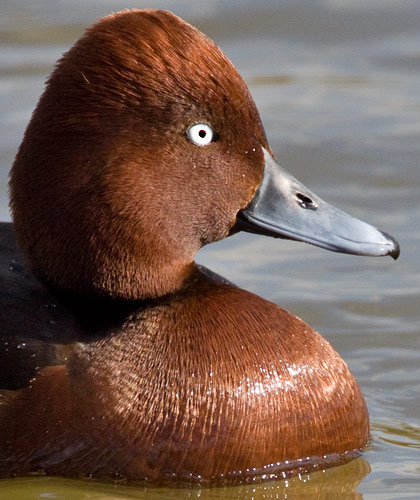 ferruginous duck