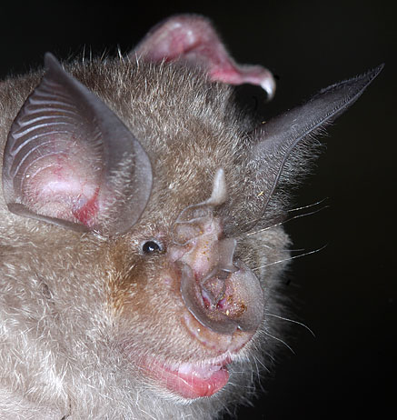 juvenile greater horseshoe bat