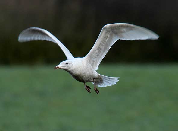 flying glaucous gull