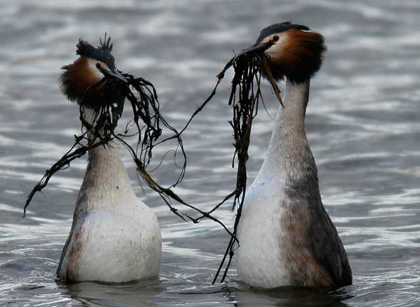 great crested grebes weed dance
