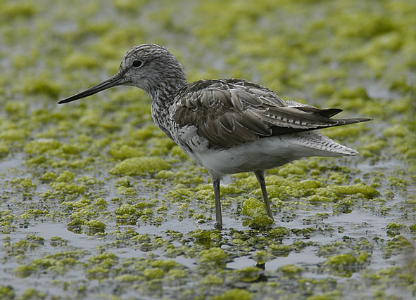 greenshank