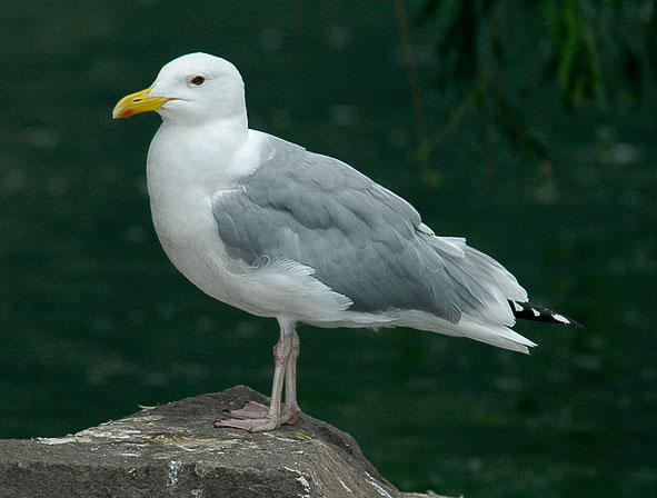 Beijing gull