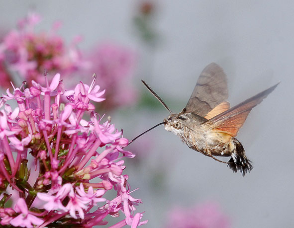 hummingbird hawk moth