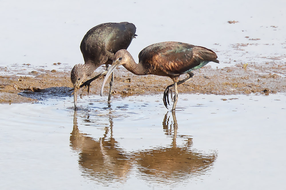 glossy ibis