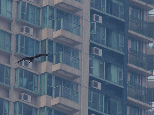 black-eared kite