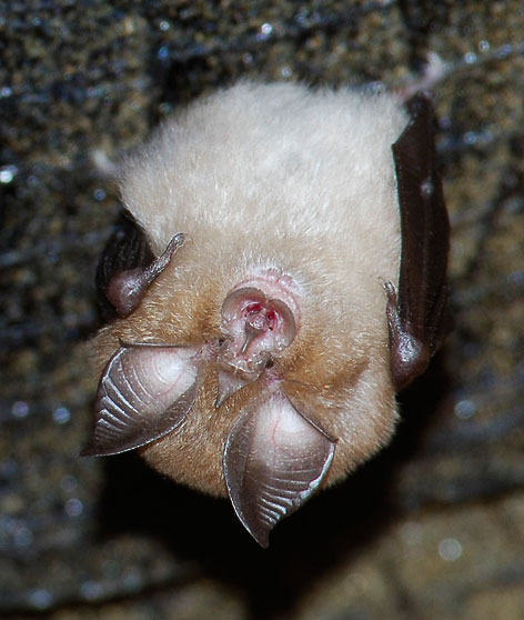lesser horeshoe bat