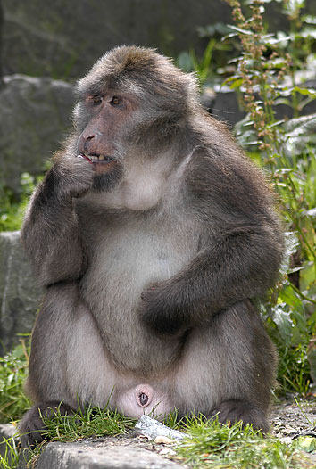 Himalayan macaque