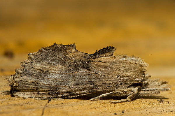 pale prominent