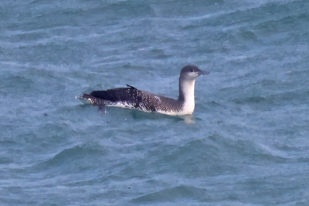 Red-throated diver