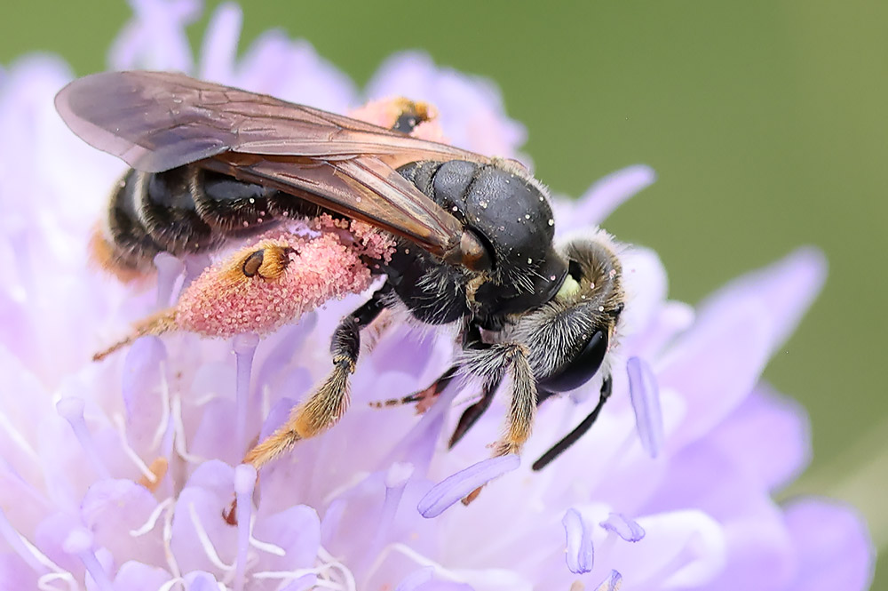Large scabious mining bee