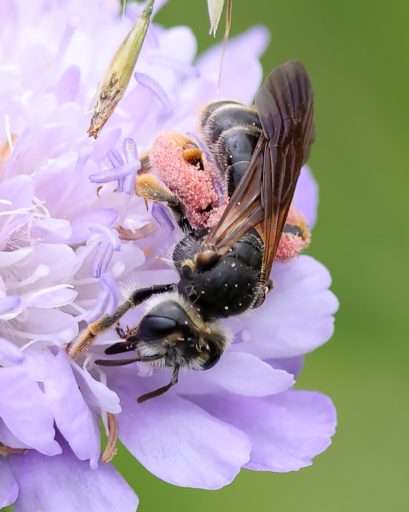 Large scabious mining bee
