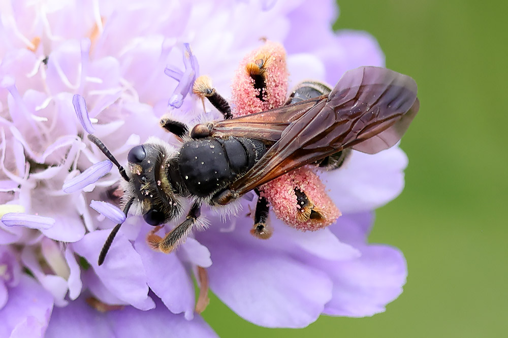 Large scabious mining bee