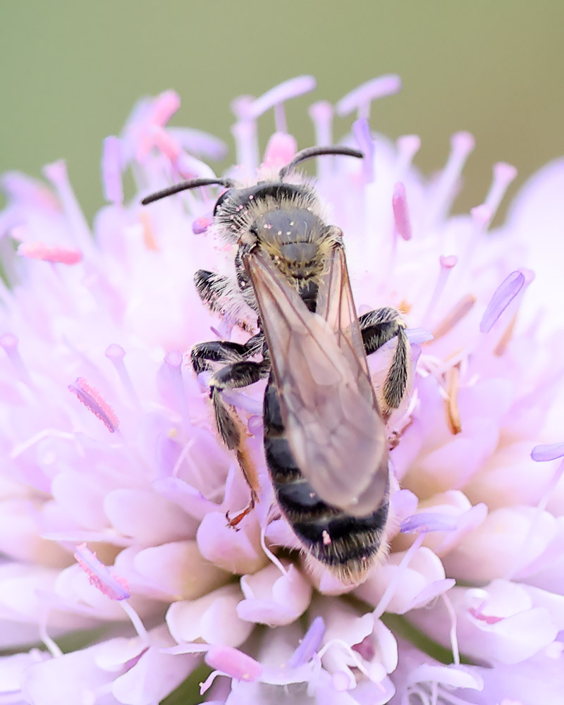 Large scabious mining bee