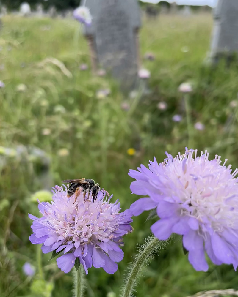 Large scabious mining bee