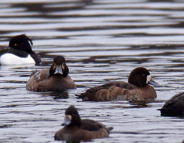 scaup and hybrid