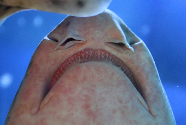 shark face